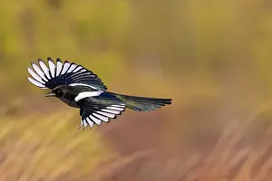 Crow Family: European Magpie flight