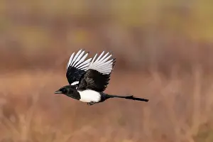 Crow Family: European Magpie flight