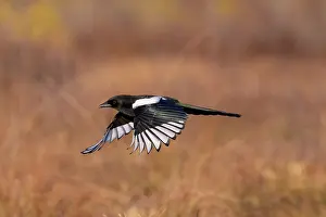 Crow Family: European Magpie flight