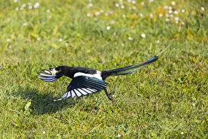 Bread: European Magpie - in flight taking off from lawn
