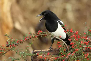 Sound: European magpie (Pica pica) calling, on berries