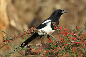 Sound: European magpie (Pica pica) calling, on berries
