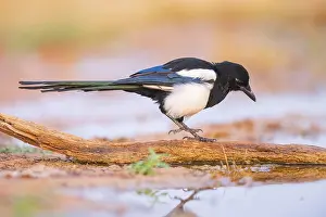 Grain: European magpie (Pica pica) on a farmers field at a drinking pool
