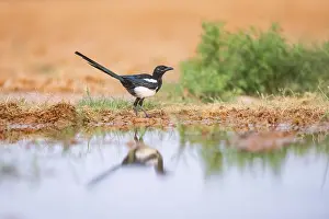 Corvid: European magpie (Pica pica) on a farmers field at a drinking pool