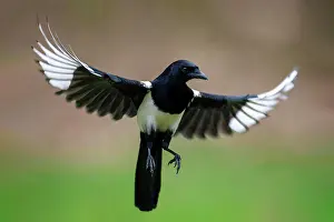 Magpie: European magpie (Pica pica), Germany, Europe