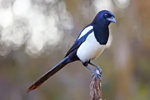 Solms: European magpie (Pica pica) sitting on a root, Solms