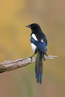 Pica: European magpie (Pica pica) standing on a moss-covered
