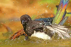 310820: European magpie (Pica pica ), Young bird bathes