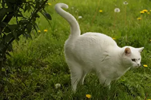Markings: European male cat marking its territory France