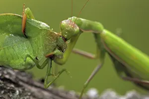 Mantis: European Mantid (Mantis religiosa) eating Katydid