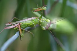 Mantids: European Mantid / Praying Mantis - eating Grasshopper