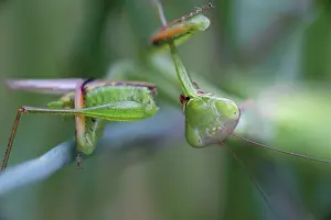 Mantids: European Mantid / Praying Mantis - eating Grasshopper