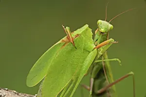 Katydids: European Mantid / Praying Mantis - eating Katydid
