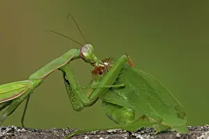 Katydids: European Mantid / Praying Mantis - eating Katydid
