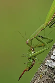 Katydids: European Mantid / Praying Mantis - eating Katydid