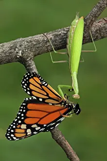 Mantids: European Mantid / Praying Mantis - eating Monarch