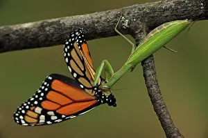 Mantids: European Mantid / Praying Mantis - eating Monarch