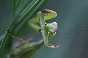Mantids: European Mantid / Praying Mantis - grooming