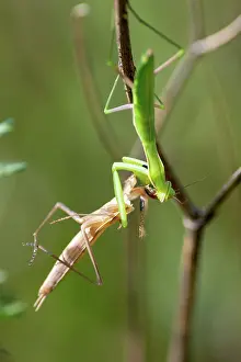 Prairie: EUROPEAN MANTIS