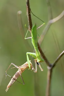 Prairie: EUROPEAN MANTIS
