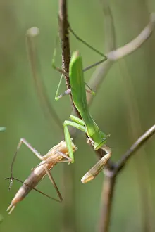 Prairie: EUROPEAN MANTIS