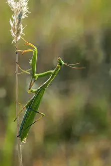 Special: European Mantis (Mantis religiosa)