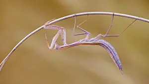 Variant: European mantis (Mantis religiosa) brown variant