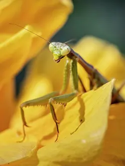Paros: European mantis (mantis religiosa) on a flower