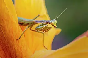 Paros: European mantis (mantis religiosa) on a flower