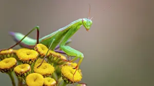 Variant: European mantis (Mantis religiosa) green variant