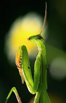 Religiosa: European mantis (Mantis religiosa), Lower Austria