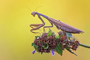 Lightning: European mantis (Mantis religiosa) mantis, Insect
