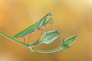 Lightning: European mantis (Mantis religiosa) mantis, Insect