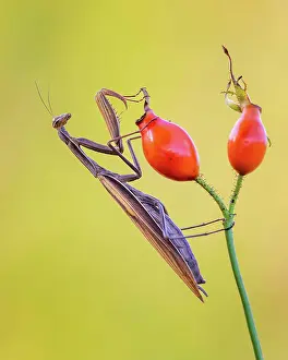 Lightning: European mantis (Mantis religiosa) mantis, Insect