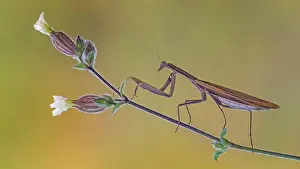 Lightning: European mantis (Mantis religiosa) mantis, Insect