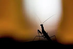 Mantises: European Mantis - at night