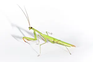 Mantises: European Mantis - studio with a white background
