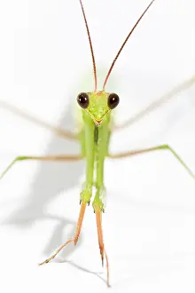 Mantises: European Mantis - studio with a white background