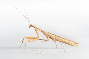 Mantises: European Mantis - studio with a white background