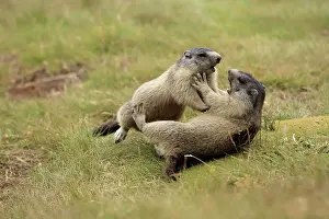 Marmots: European Marmot