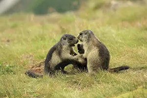 Marmots: European Marmot