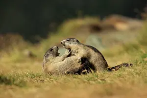 Marmots: European Marmot