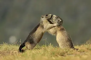 Marmots: European Marmot