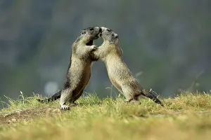 Marmots: European Marmot