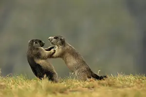 Marmots: European Marmot
