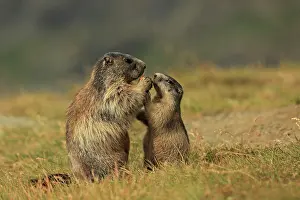 Marmots: European Marmot