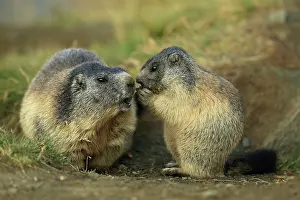 Marmots: European Marmot