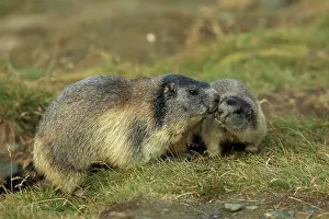 Marmots: European Marmot