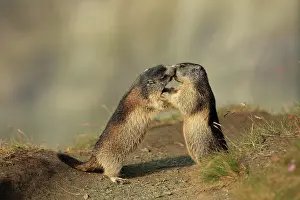 Marmots: European Marmot