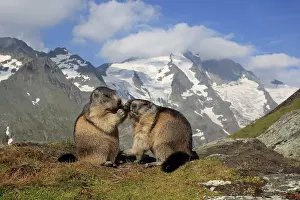 Marmots: European Marmot